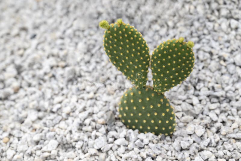 Opuntia Microdasys, Bunny Ear cactus, a succulent plant with small white pebbles in the rock garden.