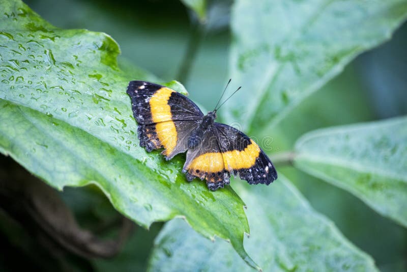 Orange butterfly sitting on a leaf royalty free stock photo Orange butterfly sitting on a leaf royalty free stock photo