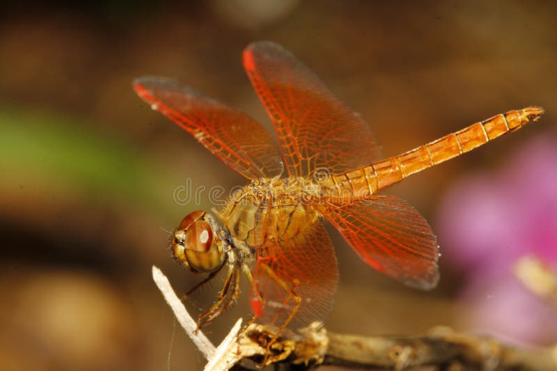 Orange Dragonfly Close Up stock photo. Image of beautiful 5970904