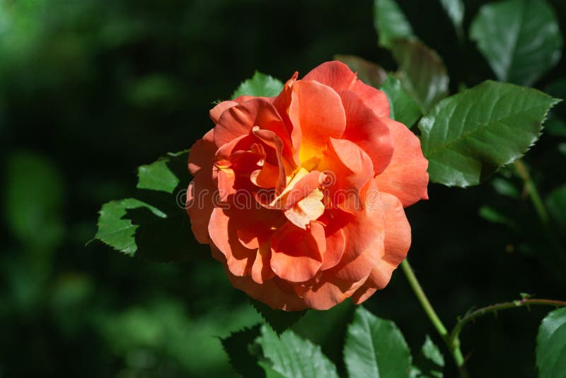 Close Up of Orange Garden Rose Stock Image Image of close, bloom
