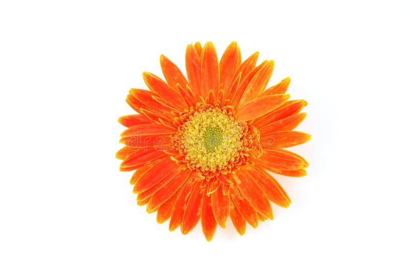 Close up of orange gerber daisy