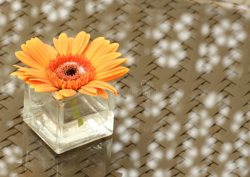 Orange Gerbera Flower in a Vase Stock Image Image of closeup, glass
