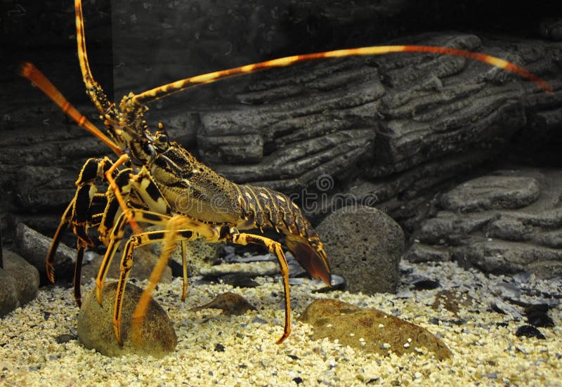 Arancio Aragosta in Acquario Serbatoio da Creta 29 agosto 2017