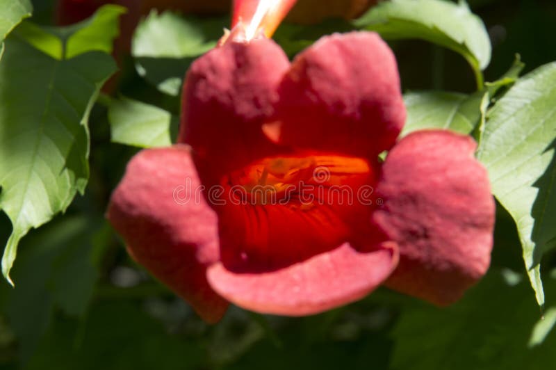 Closeup Orange Trumpet Creeper Flower Front View Stock Photo Image