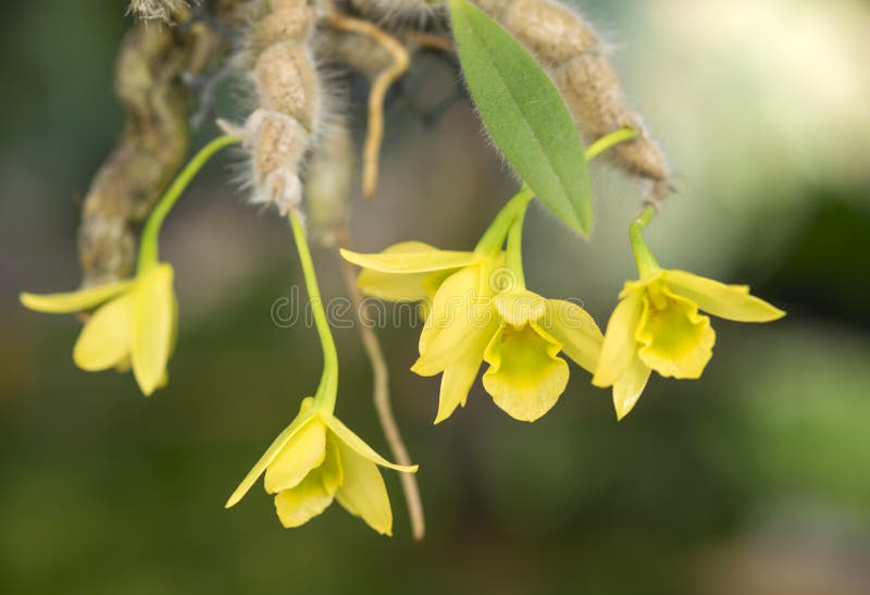 Close-up of orchid flower, Dendrobium senile C.S.P.Parish & Rchb.f