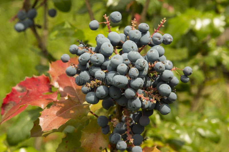 Close Up Oregon Grape Bush with Dark Purple Berries Stock Image Image of beauty, beautiful