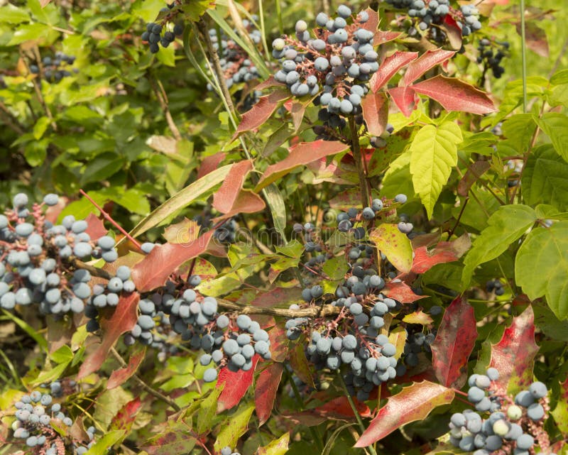 Close Up Oregon Grape Bush with Dark Purple Berries Stock Photo Image of dark, nature 239032294
