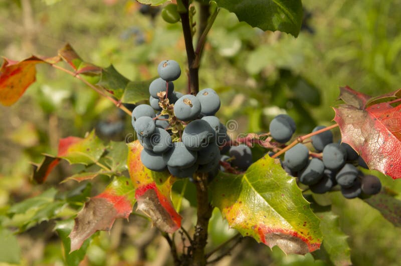 Close Up Oregon Grape Bush with Dark Purple Berries Stock Image Image of fruit, green 239032537