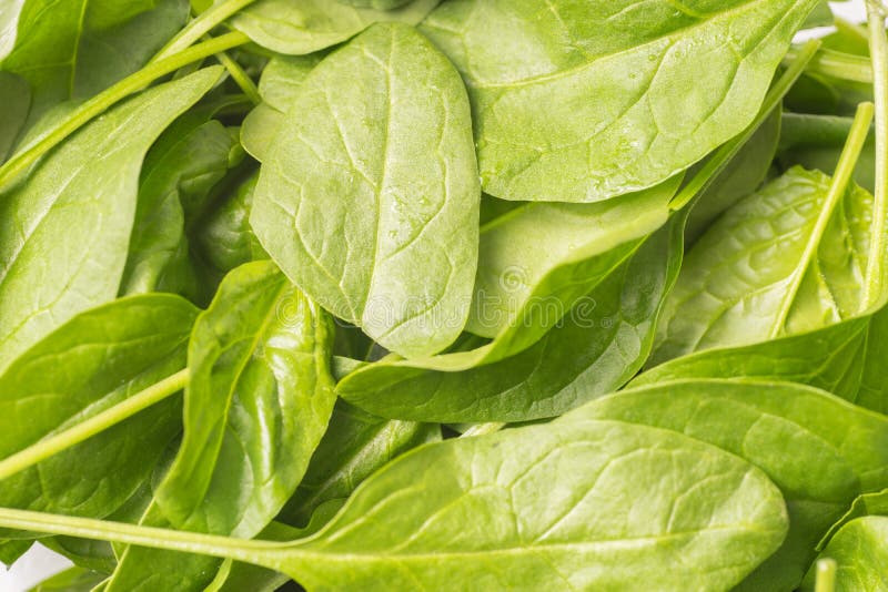Fresh Baby spinach leaves stock photo. Image of organic - 121204978