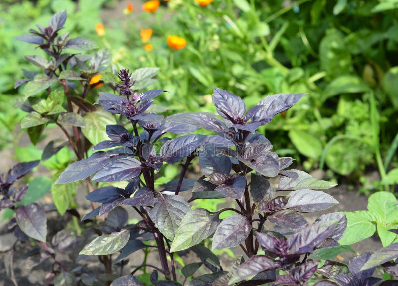 Close Up on Organic Fresh Purple Basil Leaves Stock Photo Image of