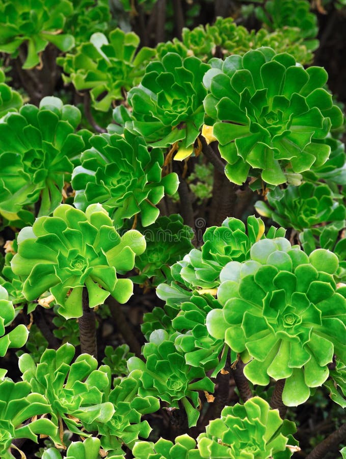 Close up of an ornamental Aeonium - succulent royalty free stock images