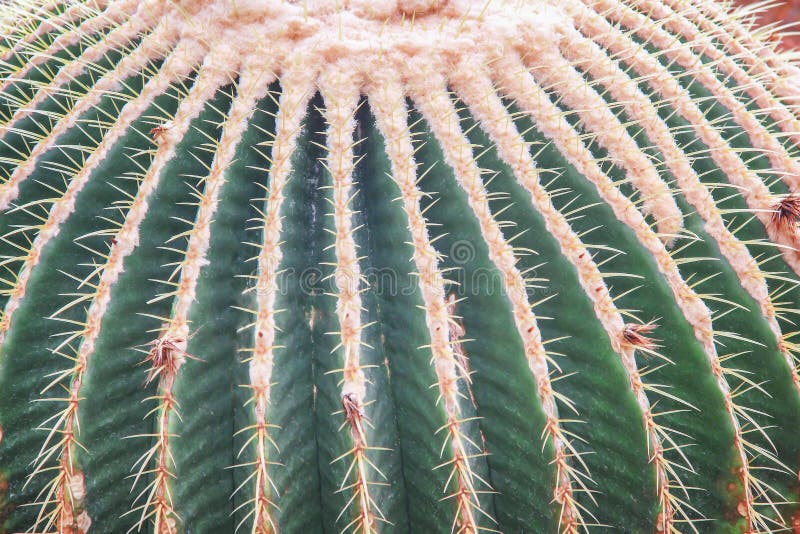 Close up Ornamental golden barrel flowers blooming in natural botany garden background , Green cactus with yellow long thorn patterns and white hair