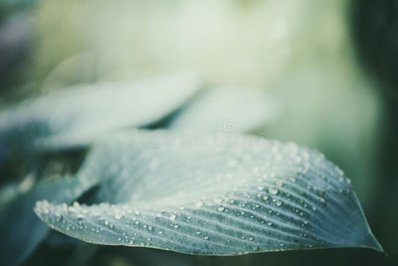 Close up of ornamental Hosta plant leaf stock images Close up of ornamental Hosta plant leaf stock images