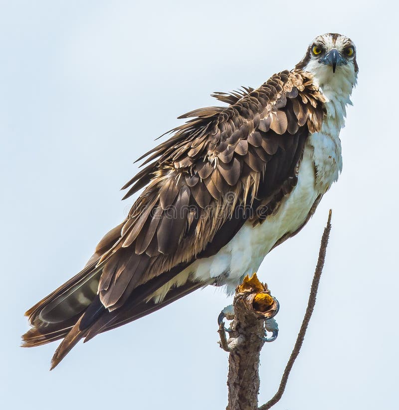 Wind in the Osprey`s Feathers Stock Photo - Image of natural, ruffled