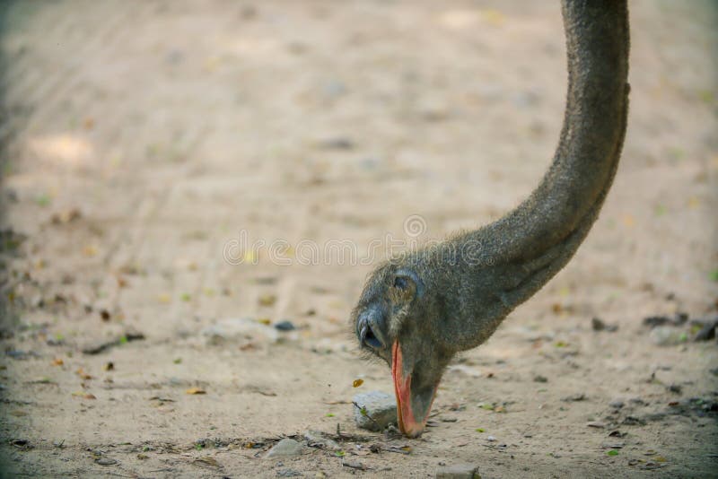 Close up Ostrich bird Struthio camelus head top view royalty free stock image Close up Ostrich bird Struthio camelus head top view royalty free stock image