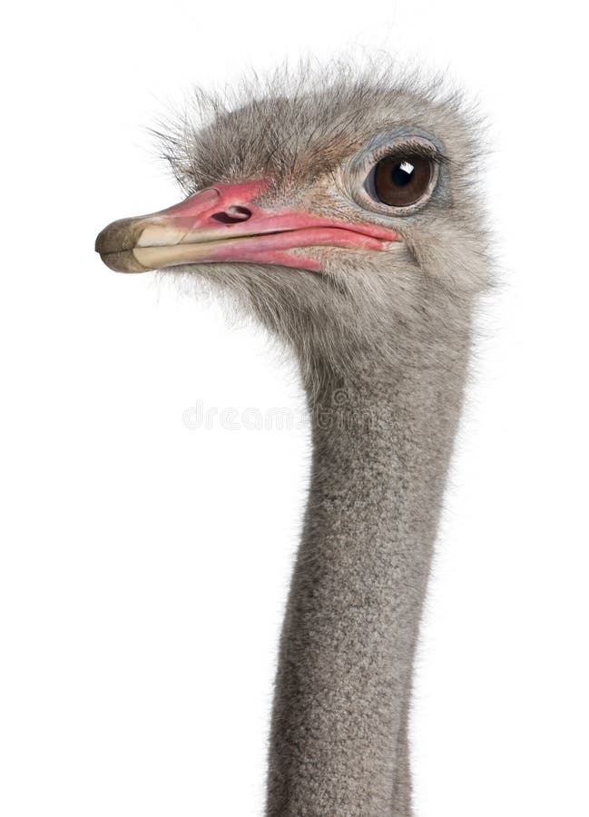 Close-up on a ostrich s head