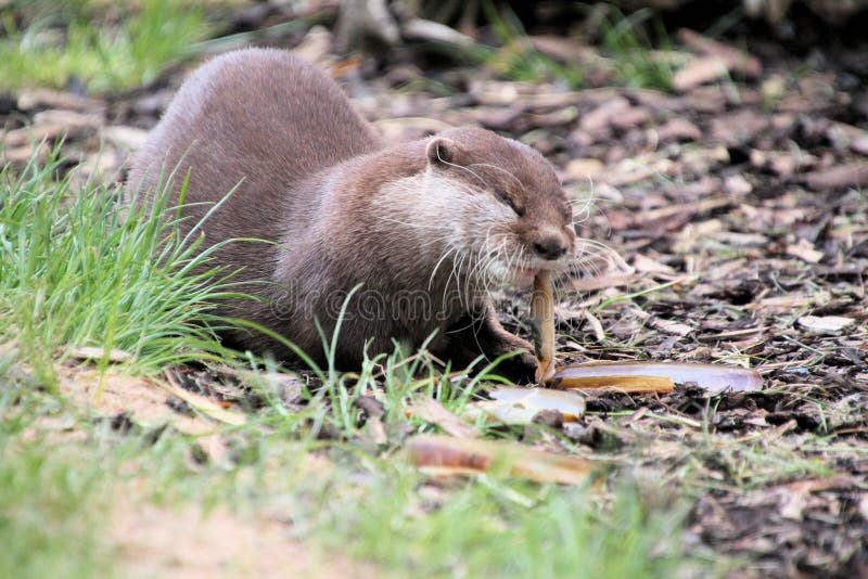 A close up of an Otter stock photo. Image of wildlife - 220216790