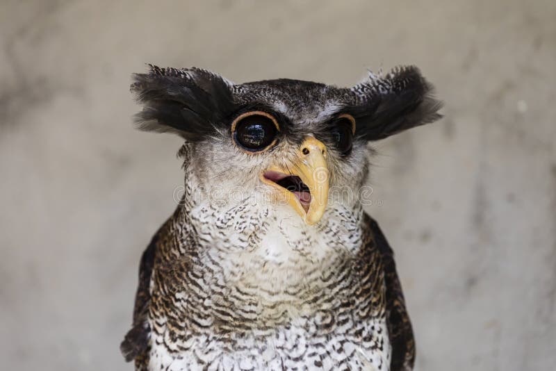 Close-up of an owl with a crazy and funny face expression.