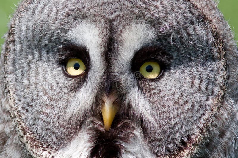 Close-up of owl eyes