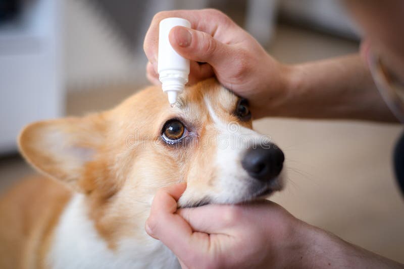 390 Dog Eye Drops Stock Photos - Free & Royalty-Free Stock Photos from  Dreamstime