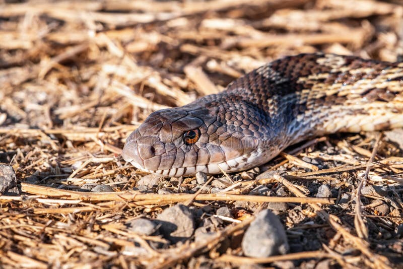 Close up of Pacific Gophersnake Pituophis catenifer catenifer head laying on the ground on a sunny day; Merced National Wildlife