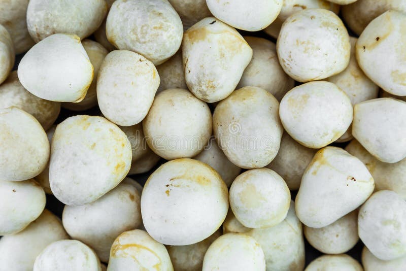 Paddy straw mushroom royalty free stock images