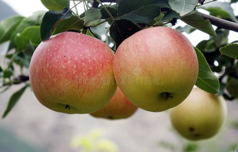 Close-up of a pair of ripe apples over the branches royalty free stock images