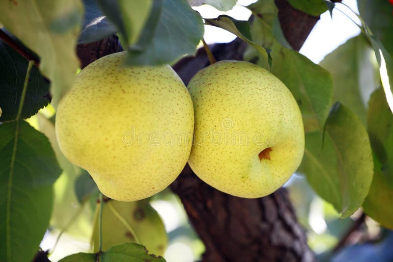 Close up of a pair of ripe pears stock images