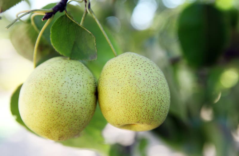 Close up of a pair of ripe pears royalty free stock image
