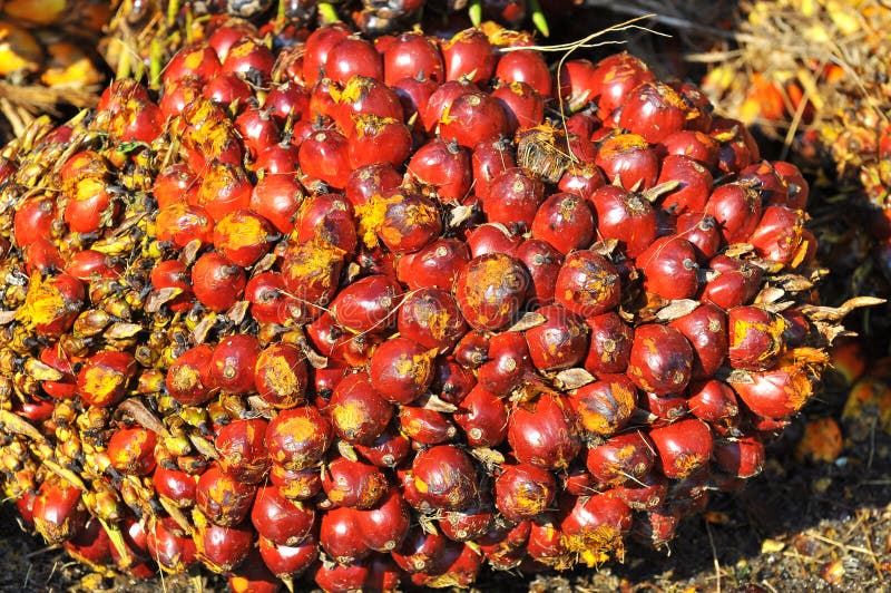 Close Up of Palm Oil Fruit Bunch Stock Photo Image of kernel, palm