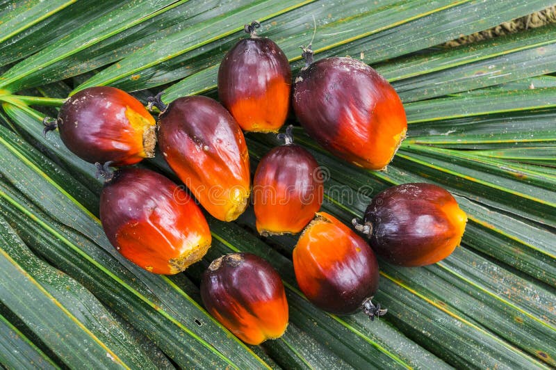 Close up palm  oil  seed  stock photo Image of cultivated 