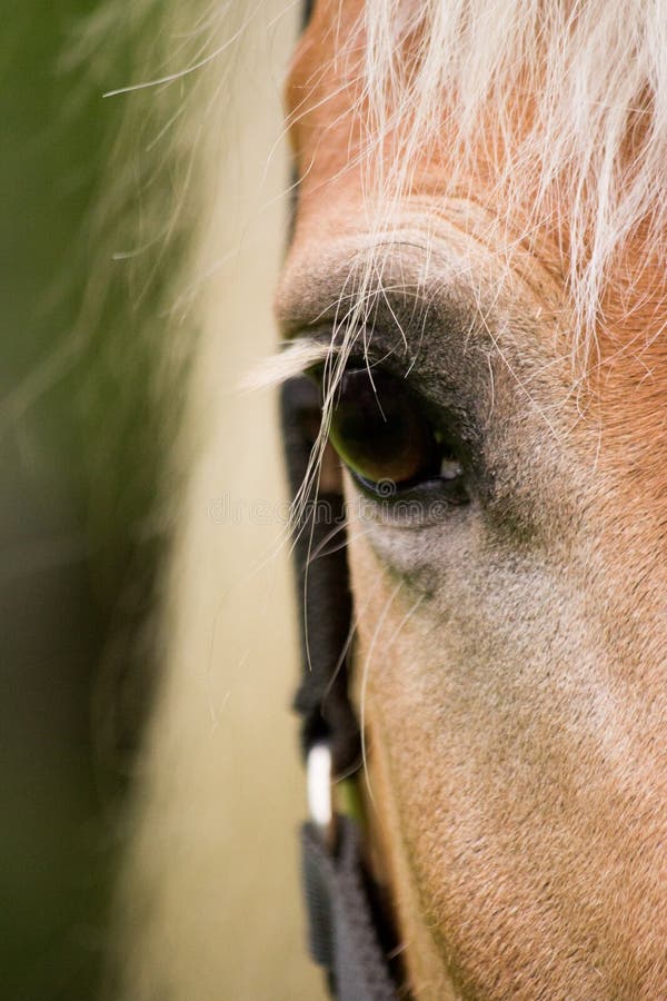 Close Up Palomino Horse Eye Stock Photos - Free & Royalty-Free Stock Photos from Dreamstime Close Up Palomino Horse Eye Stock Photos - Free & Royalty-Free Stock Photos from Dreamstime