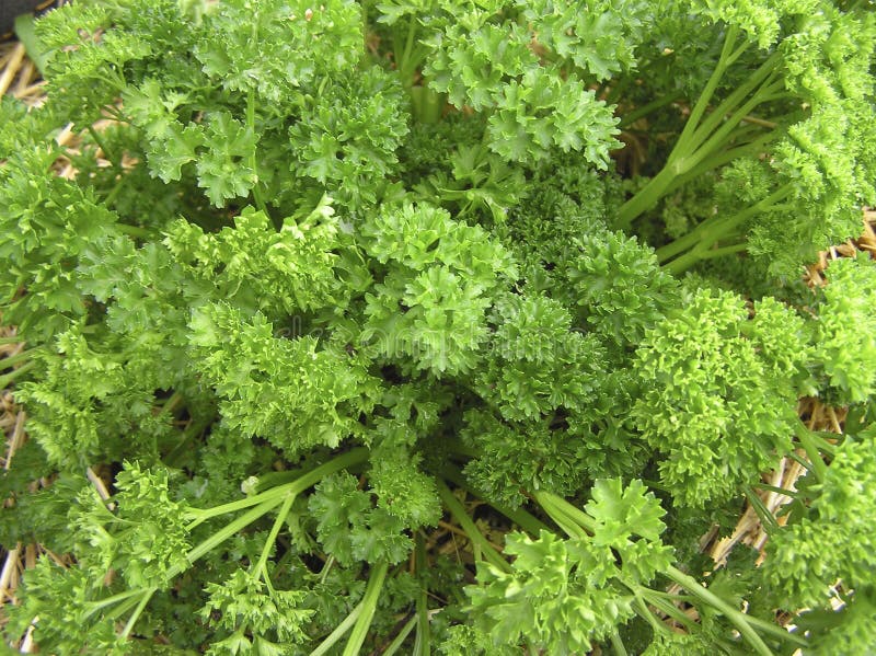 Closeup of Parsley stock photo. Image of leaves, gardening 171128