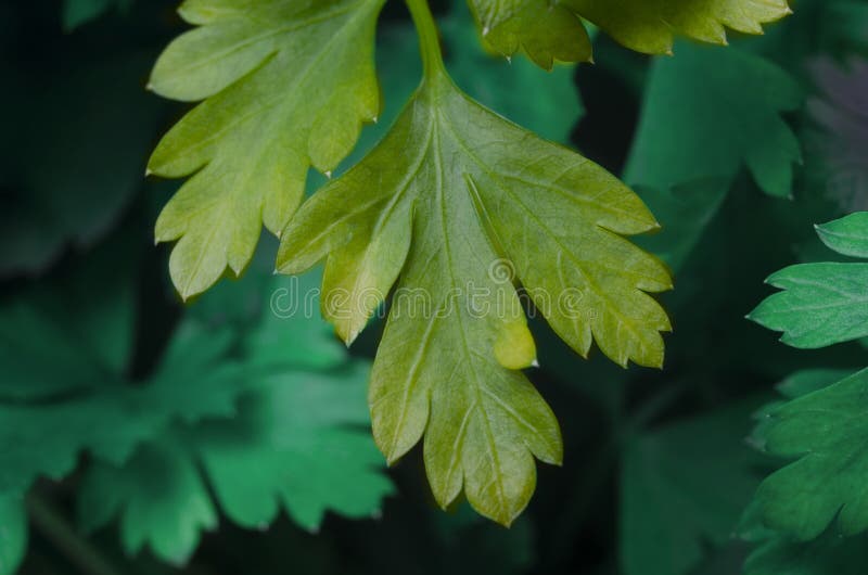 CloseUp of Parsley Growing Outdoors Stock Image Image of close
