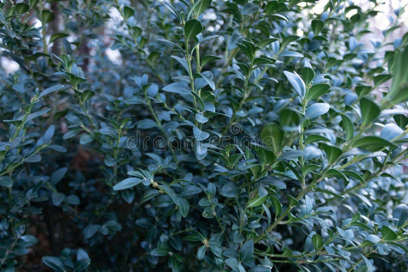 Closeup of Part of a Lush Green Bush with Small Leaves Stock Photo