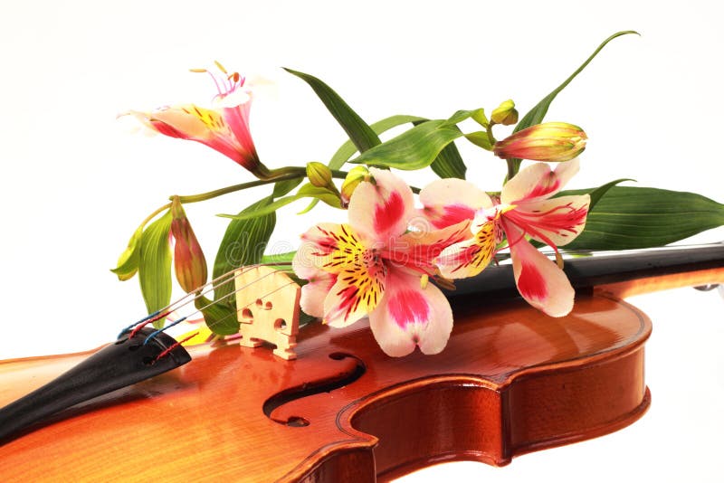 A Closeup Part Of Violin And Some Flowers Royalty Free Stock Image