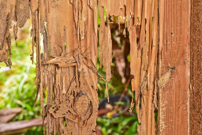 Close Up Part Of A Wood Decay Stock Photo Image of soil, background