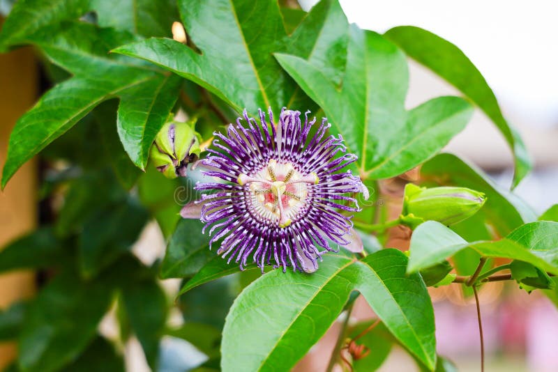Close Up of Passion Fruit Flower Stock Photo Image of botanical