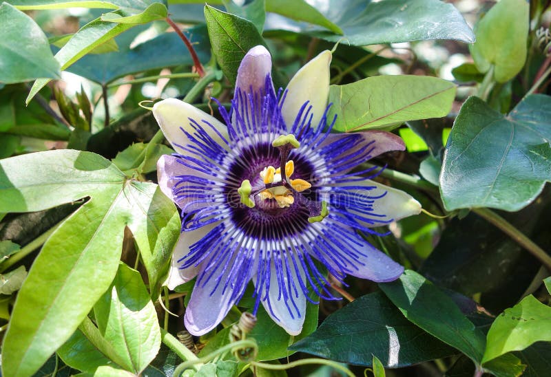Close Up of the Passion Fruit Flower in Summer Passiflora Edulis Stock
