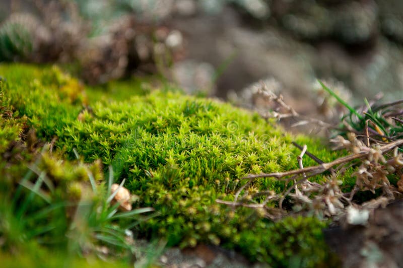 Green Moss Patch stock image. Image of ground, circle - 66912365