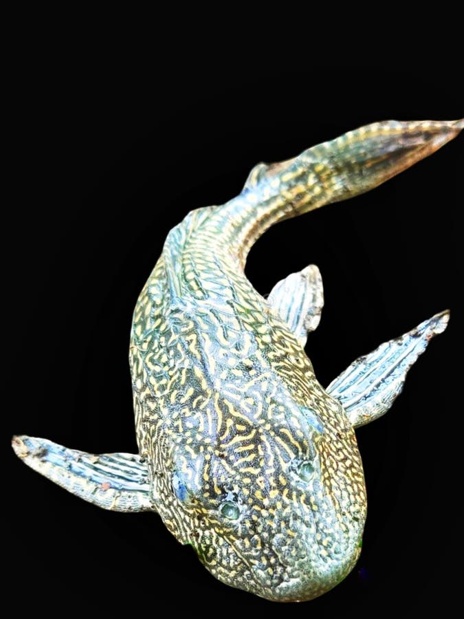 This is a close-up of a patterned, armored fish, likely a Pleco, against a solid black background. royalty free illustration