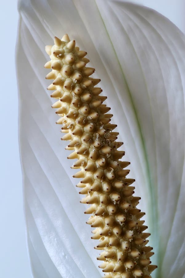 Close Up Of Peace Lily Flower On White Background Stock Photo Image