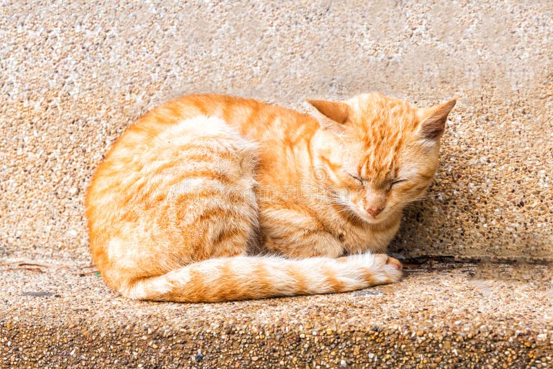 Close up peaceful orange red male cat sleeping on outdoor ground royalty free stock image Close up peaceful orange red male cat sleeping on outdoor ground royalty free stock image