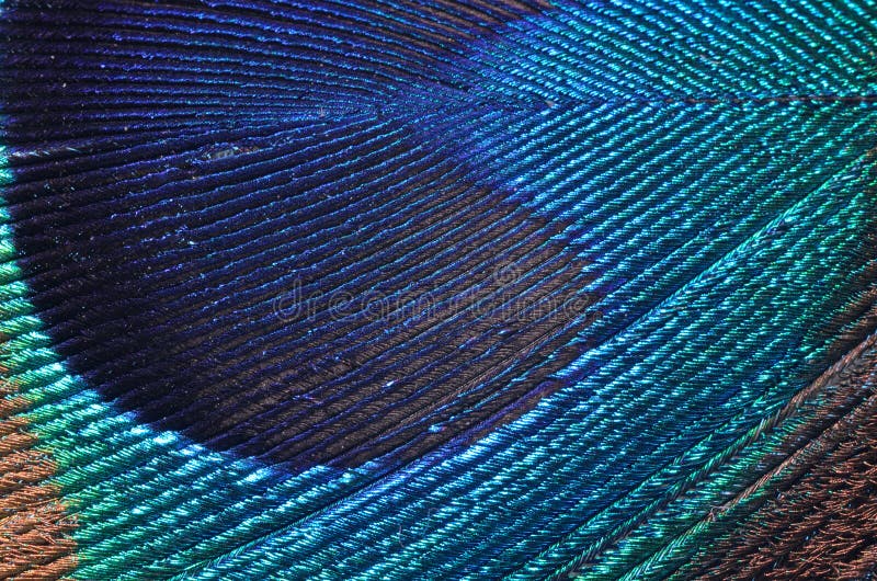 Peacock feather detail royalty free stock photo
