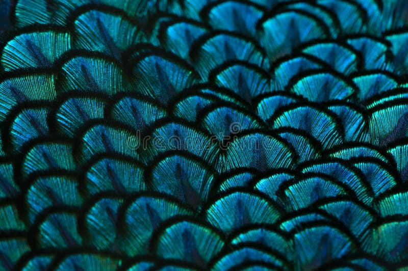 Close-up of the peacock feathers. Macro blue feather, Feather, Bird, Animal. Macro photograph royalty free stock photos.