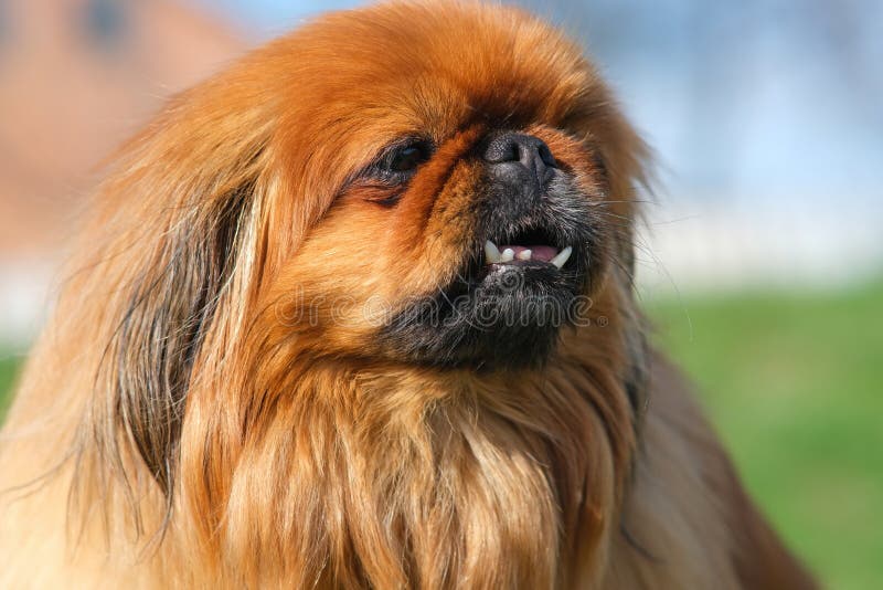 Closeup of a Pekingese Muzzle. Stock Image Image of playing
