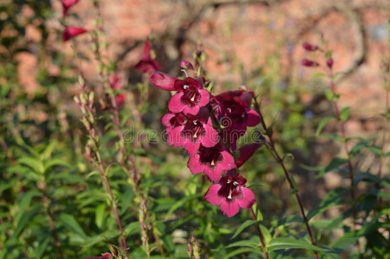 Penstemon rich ruby stock photo