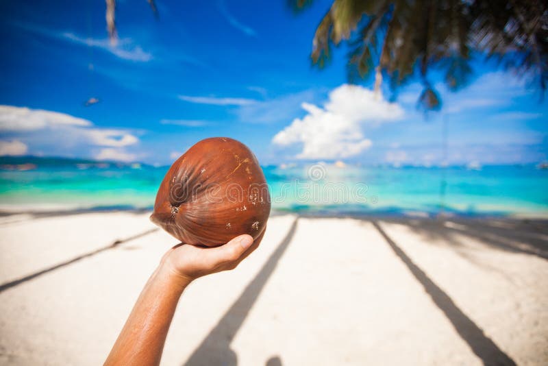 Closeup of Person S Hand Holding a Coconut Stock Photo Image of