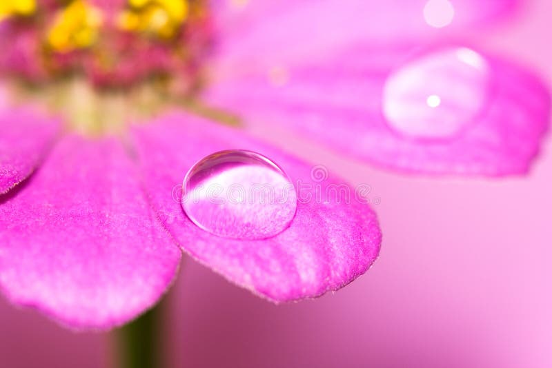 Close-up petals of flower