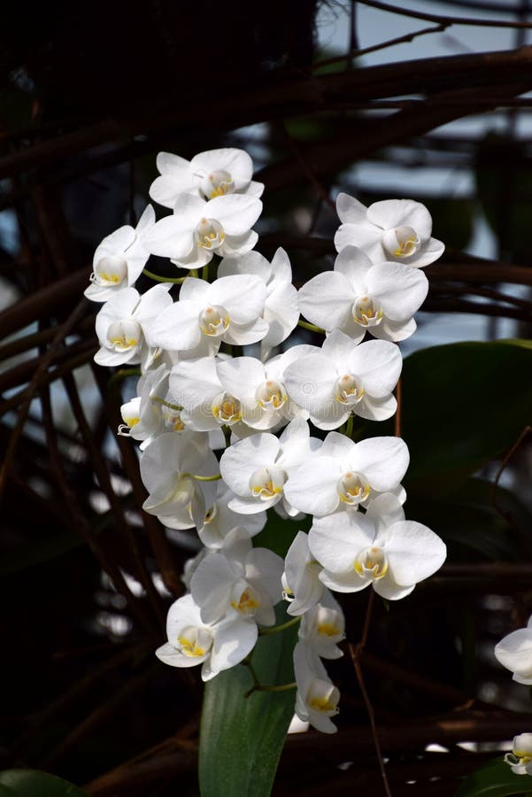 White phalenopsis orchid in bloom